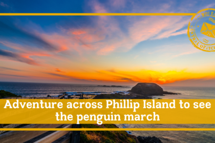 Adventure across Phillip Island to see the penguin march