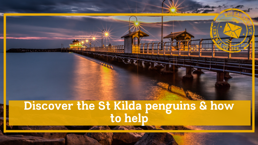 Discover the St Kilda penguins and how to help