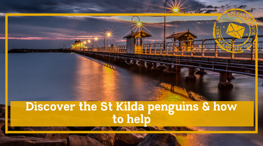 Discover the St Kilda penguins and how to help