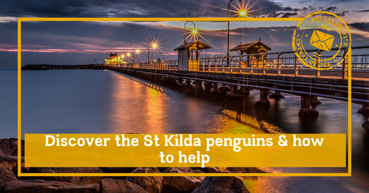 Discover the St Kilda penguins and how to help