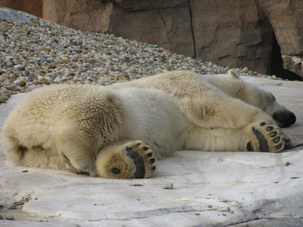 How to sleep during summer in the yukon