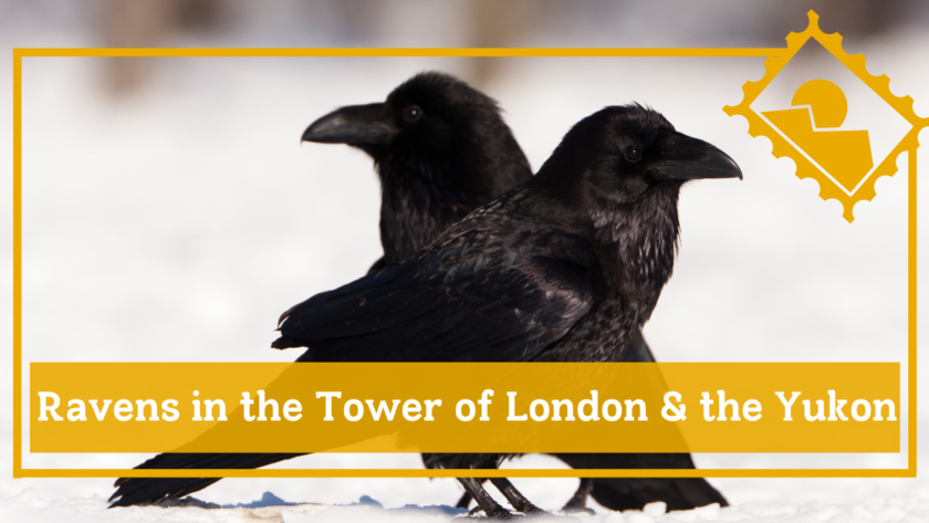 Ravens in the tower of london and the yukon