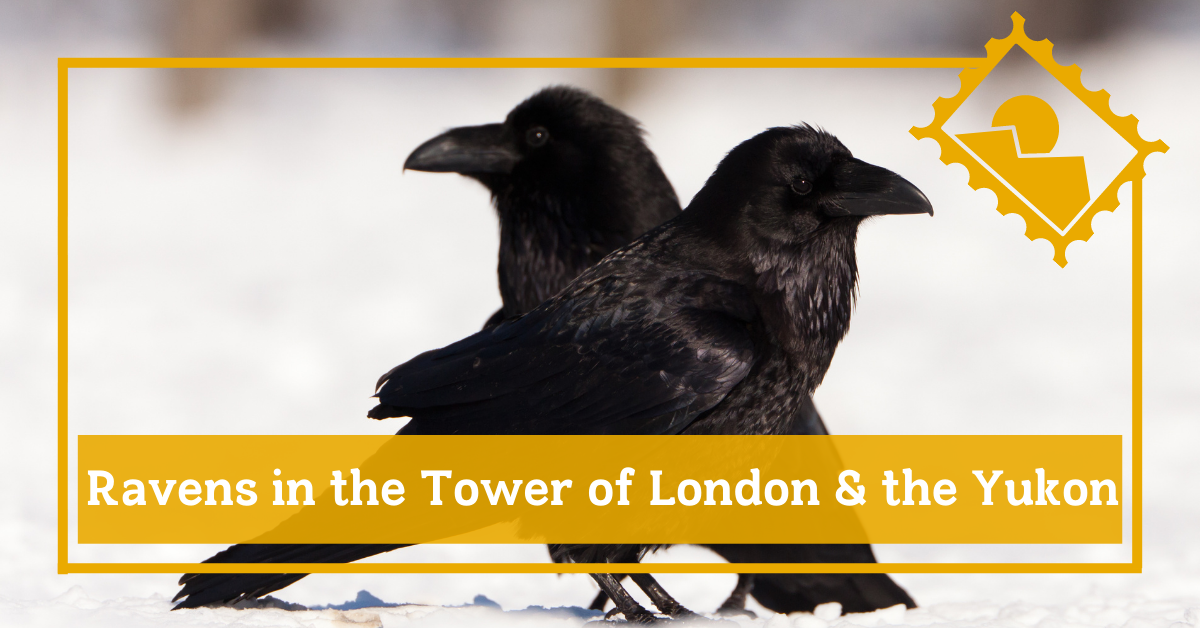 Ravens in the tower of london and the yukon