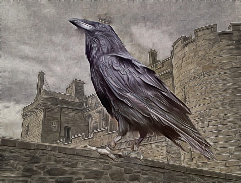 king of the ravens, raven, castle-804144.jpg