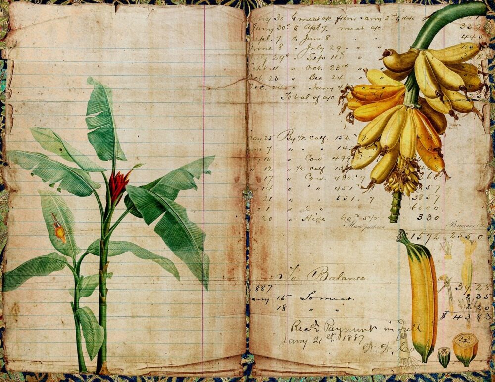 banana, plant, junk journal-6323134.jpg