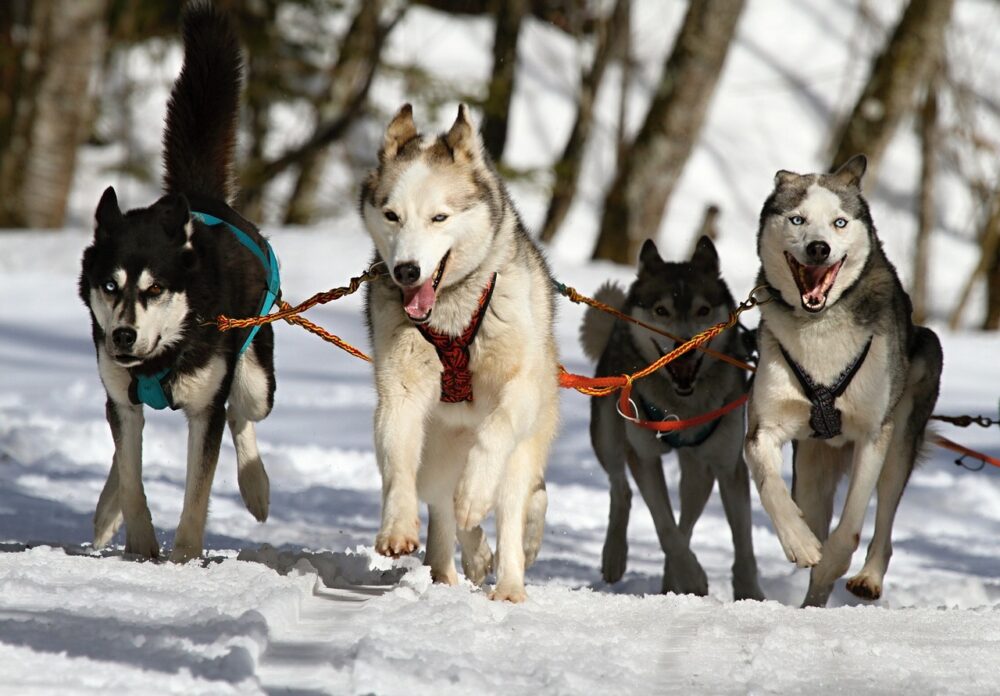 huskies, dogs, yukon in the winter